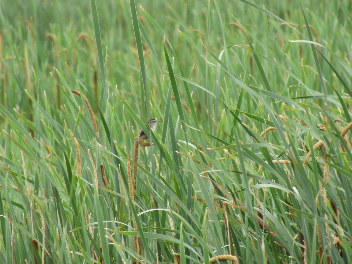 Marsh Wren - ML638275751