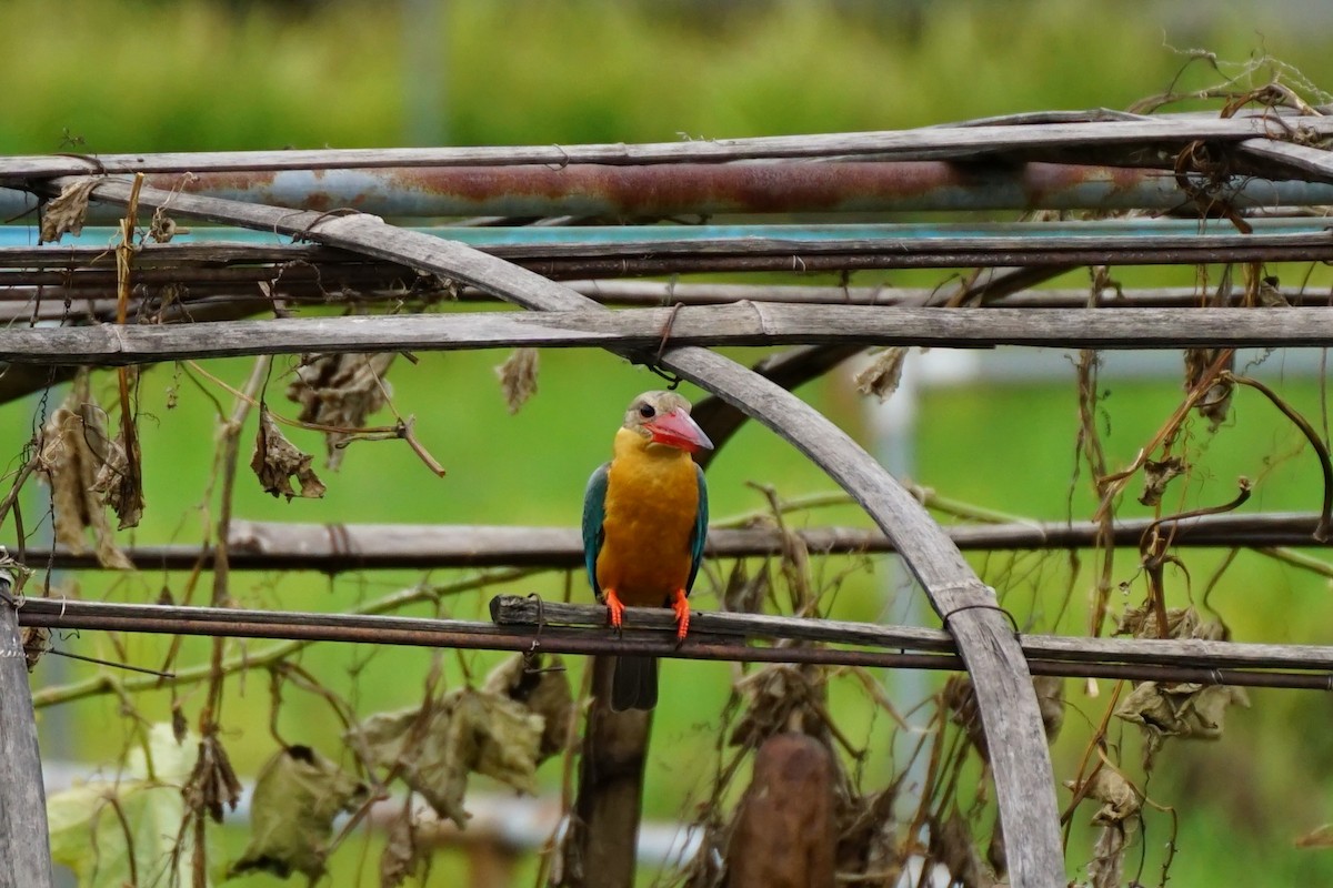 Stork-billed Kingfisher - ML638275785