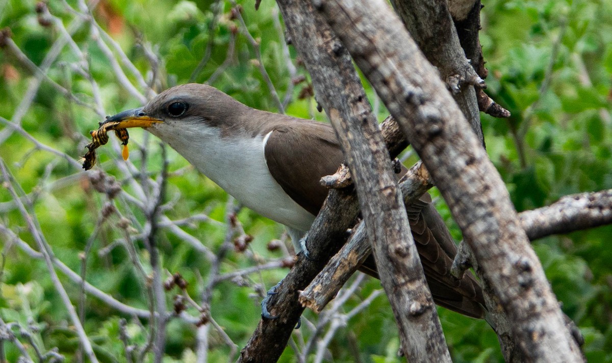 Yellow-billed Cuckoo - ML638275792
