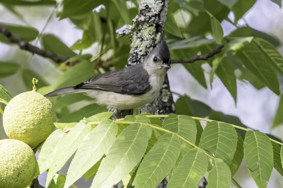 Tufted Titmouse - ML638275810