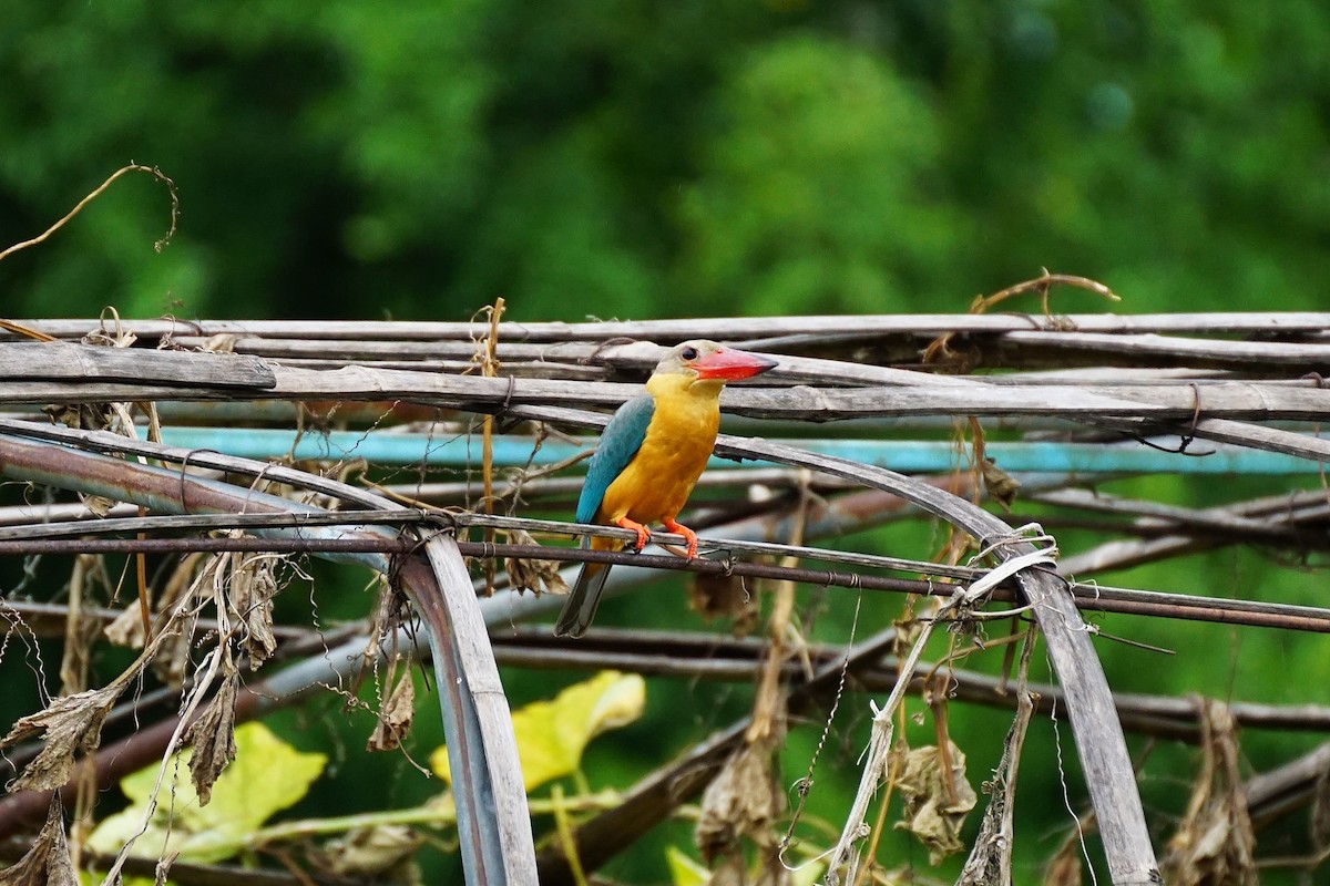 Stork-billed Kingfisher - ML638275811
