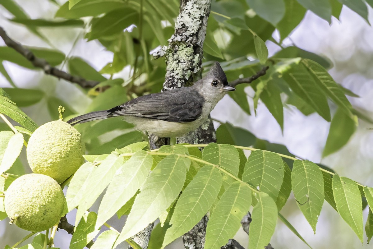 Tufted Titmouse - ML638275812