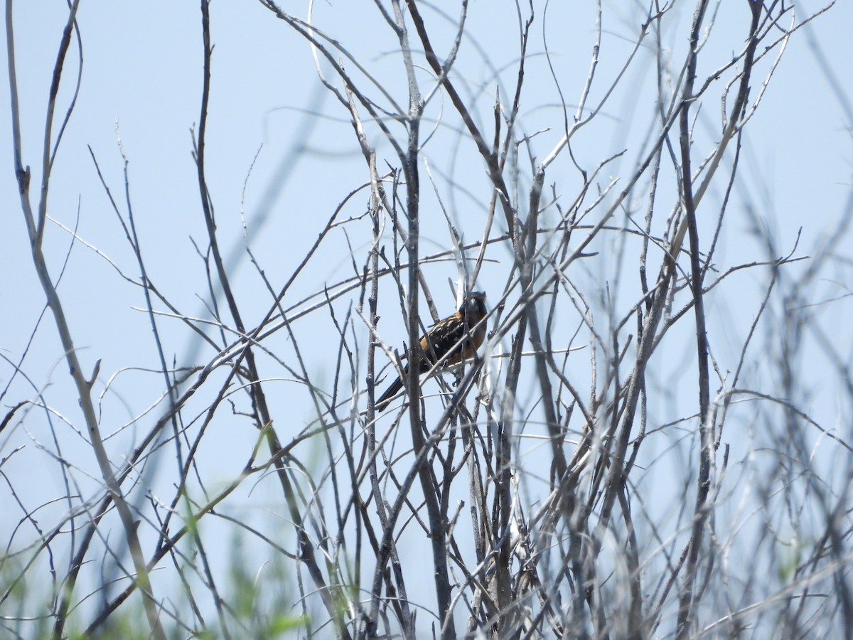 Black-headed Grosbeak - ML638275813