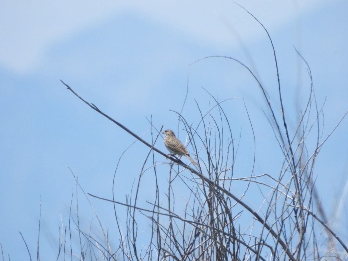Vesper Sparrow - ML638275823