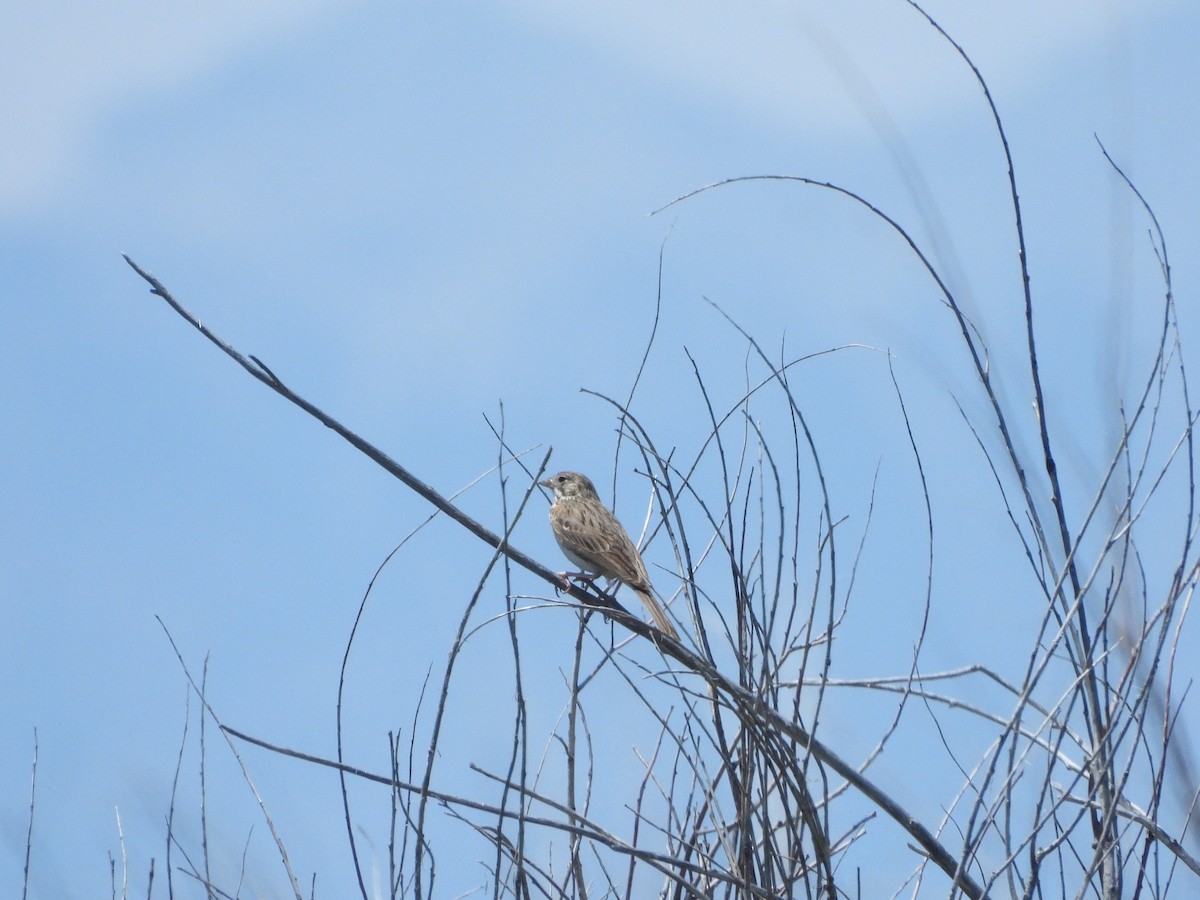Vesper Sparrow - ML638275824