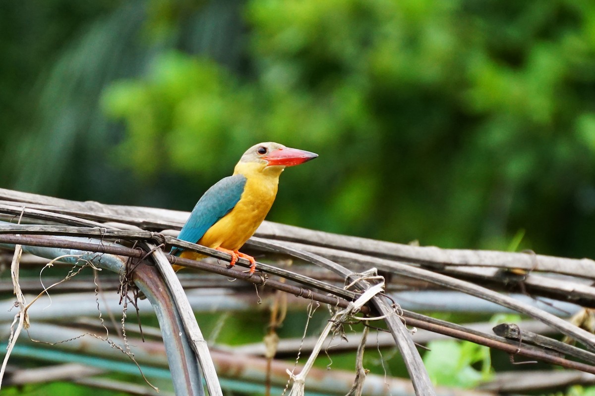 Stork-billed Kingfisher - ML638275827