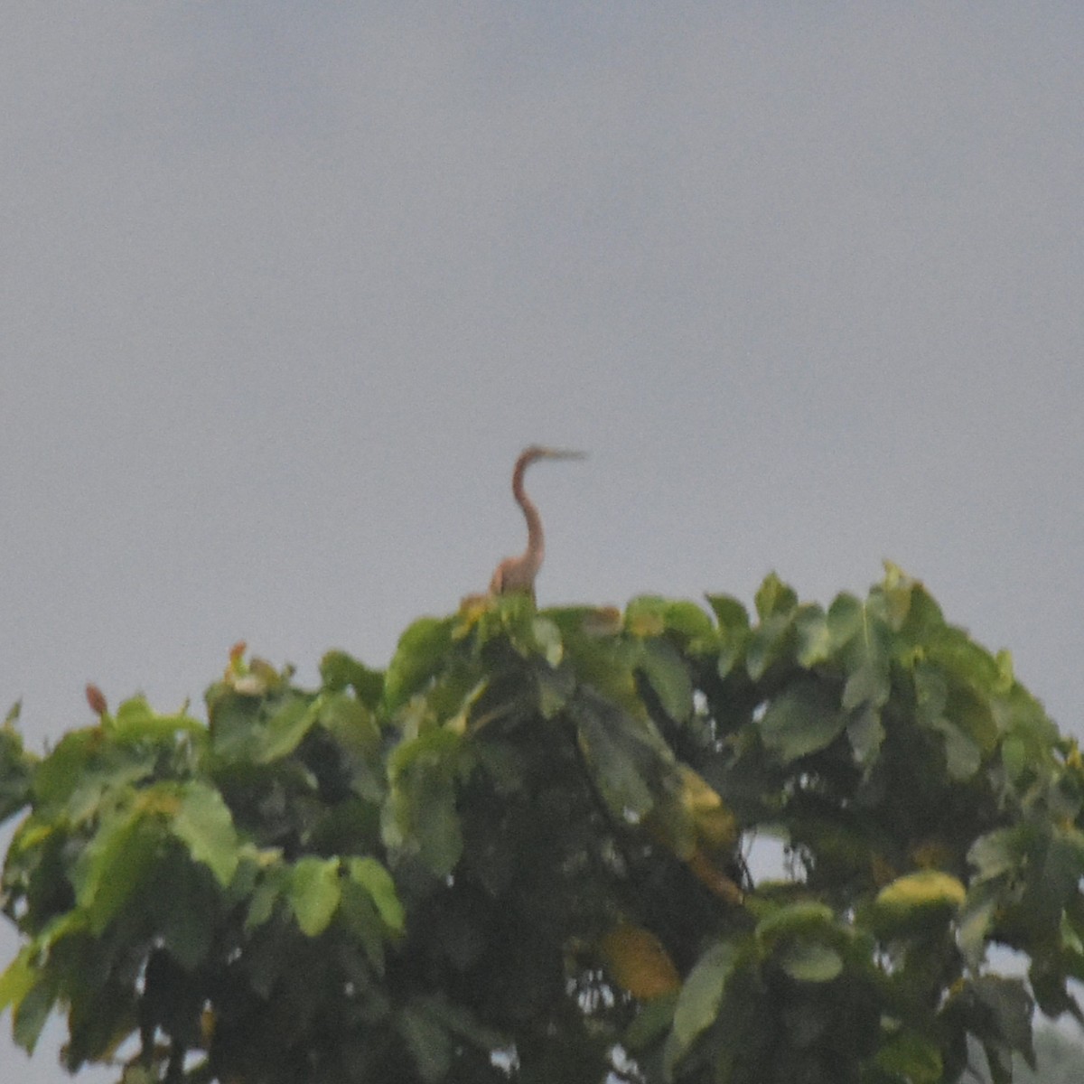 Purple Heron (Purple) - ML638275838