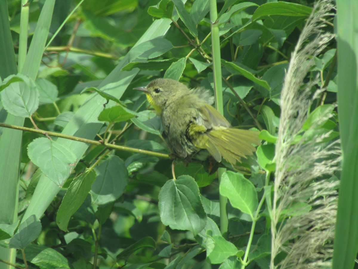 Common Yellowthroat - ML638275839