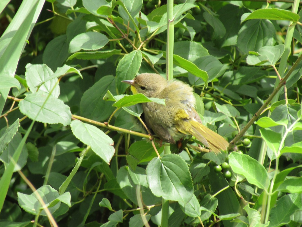 Common Yellowthroat - ML638275840