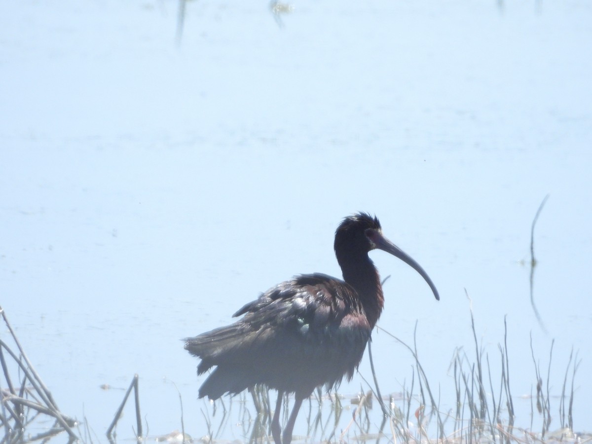 White-faced Ibis - ML638275841