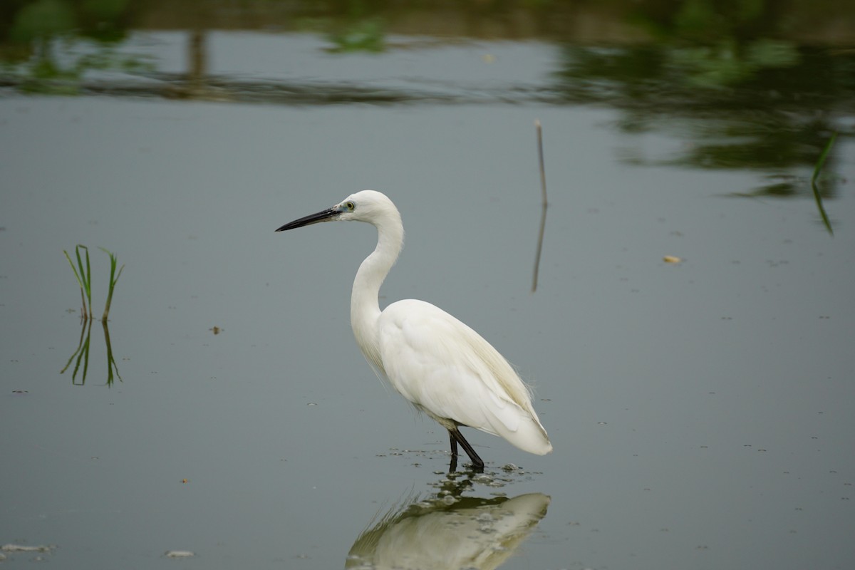 Little Egret - ML638275844
