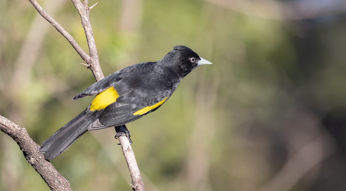 Golden-winged Cacique - ML638275855