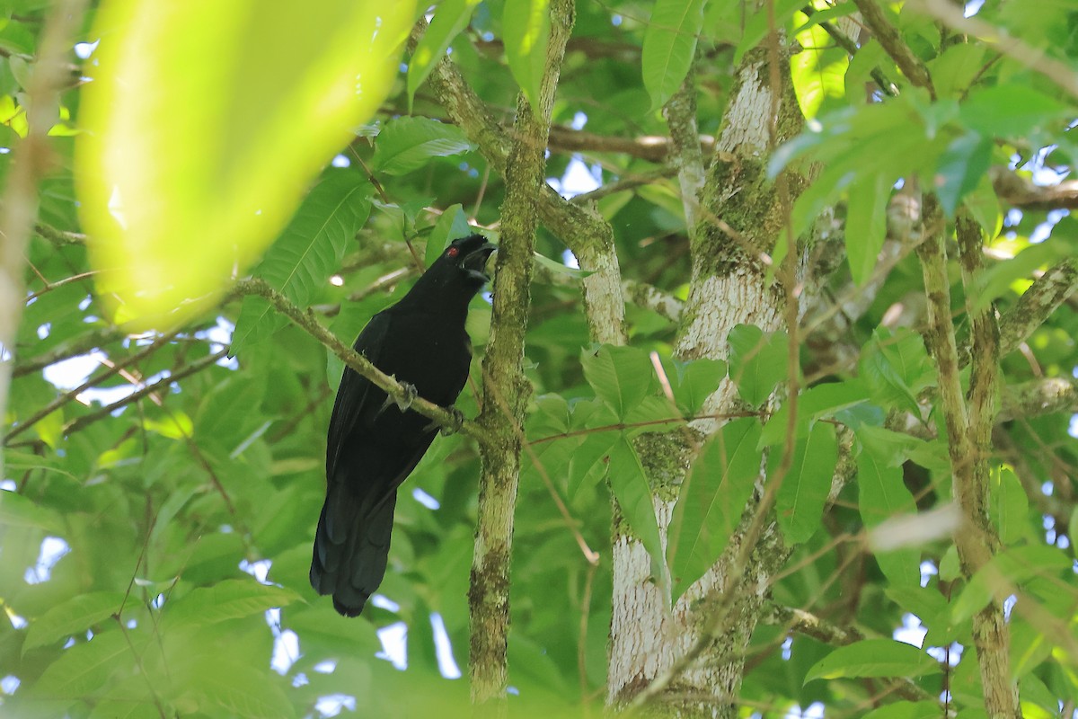 Bornean Black Magpie - ML638275897