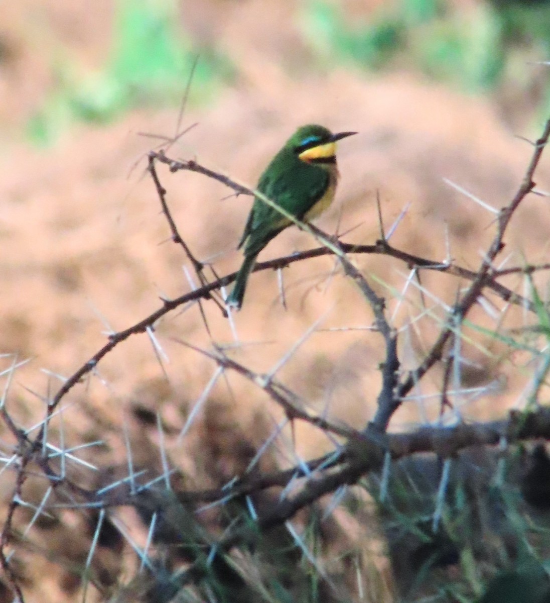 Blue-breasted Bee-eater - ML638275906