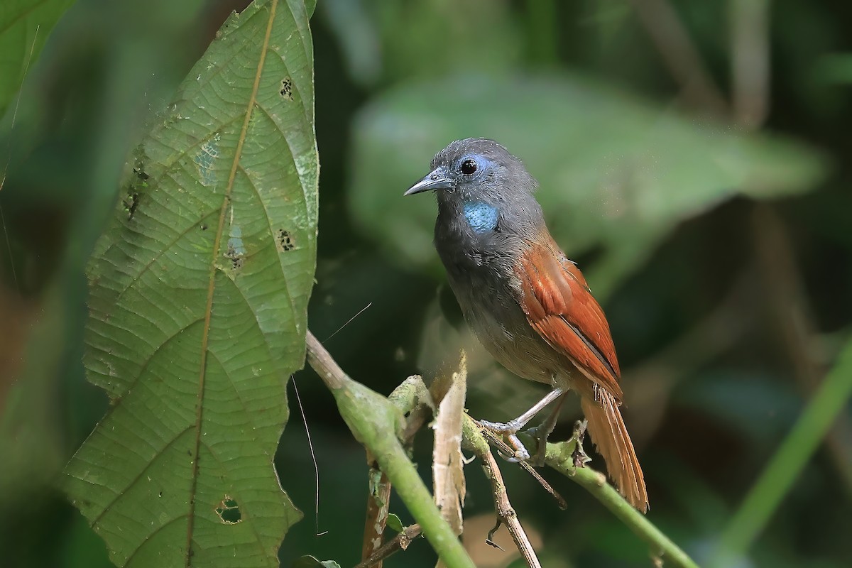 Gray-hooded Babbler - ML638275907