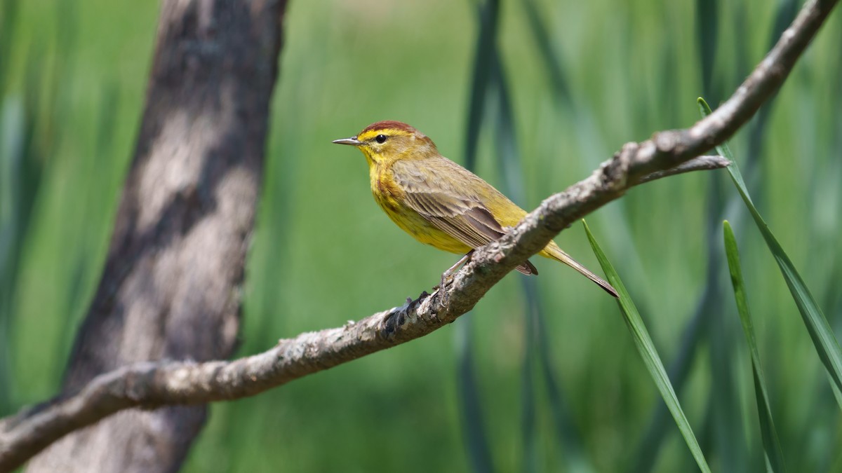 Palm Warbler - ML638275917