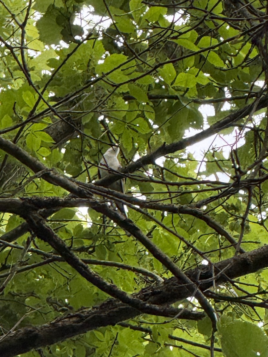 Yellow-billed Cuckoo - ML638275924