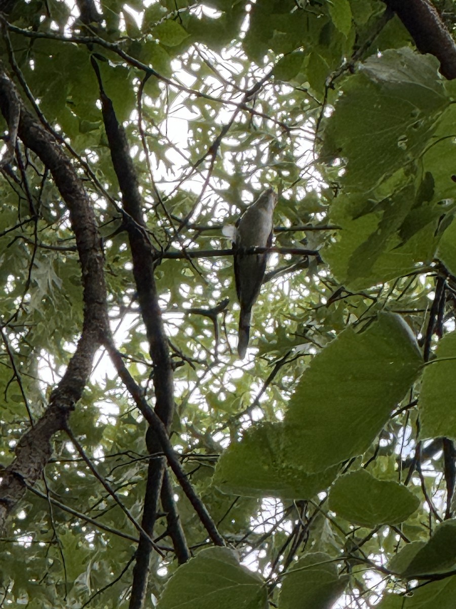 Yellow-billed Cuckoo - ML638275925