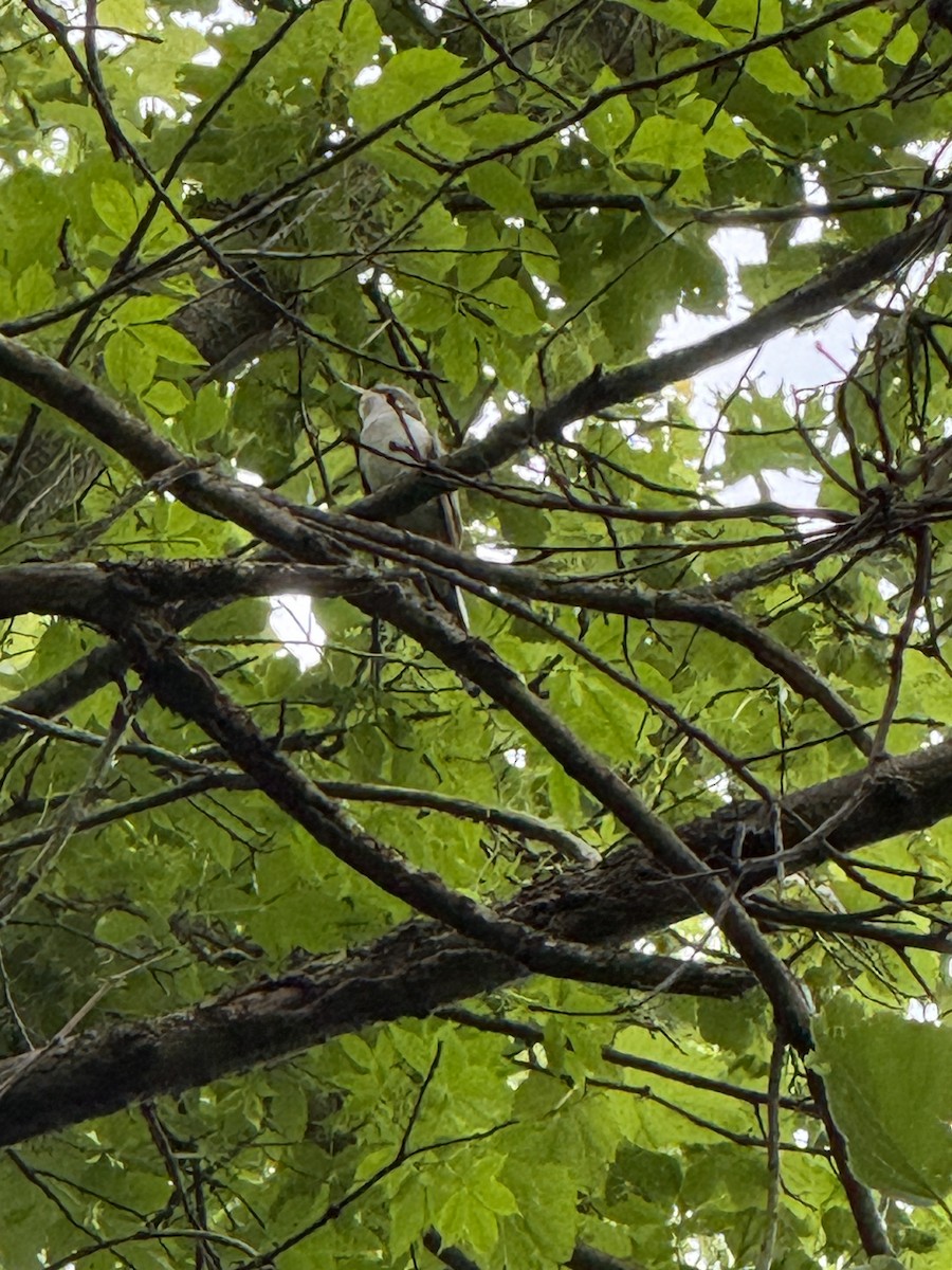 Yellow-billed Cuckoo - ML638275926
