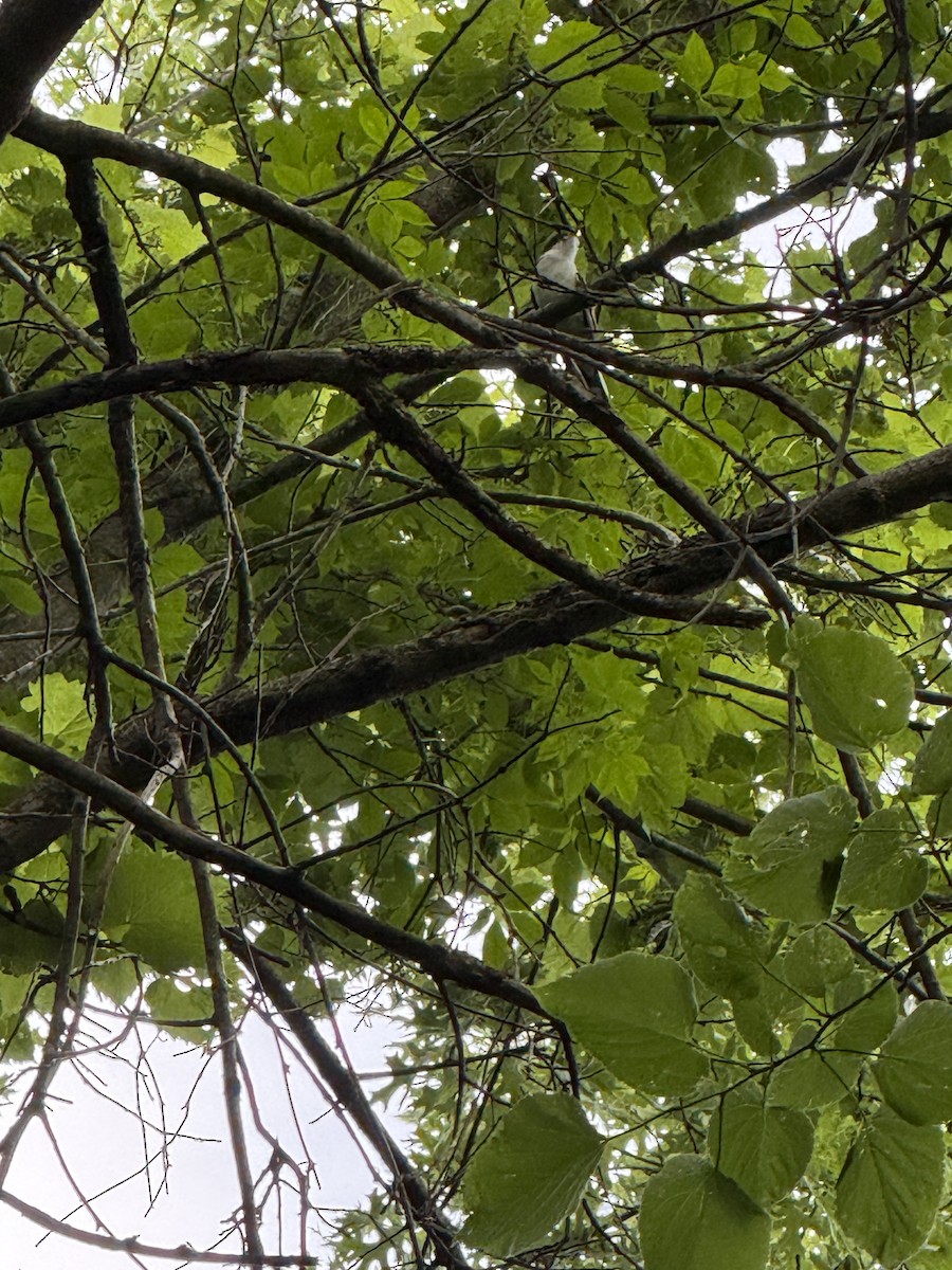 Yellow-billed Cuckoo - ML638275928