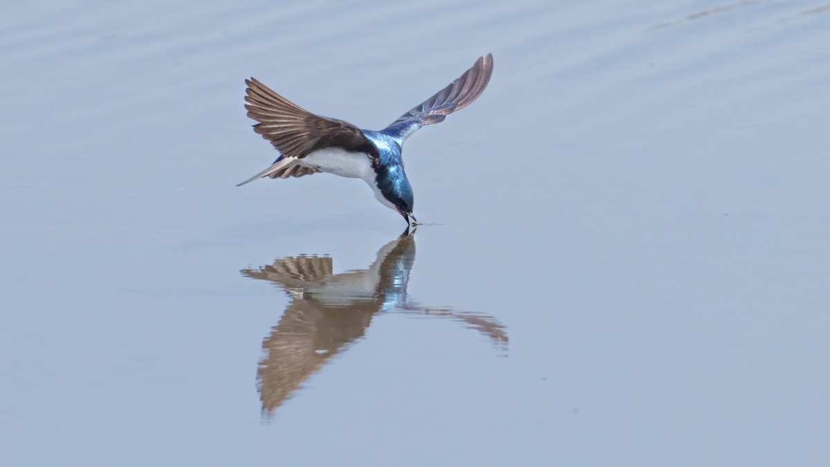 Древесная ласточка - ML638275932