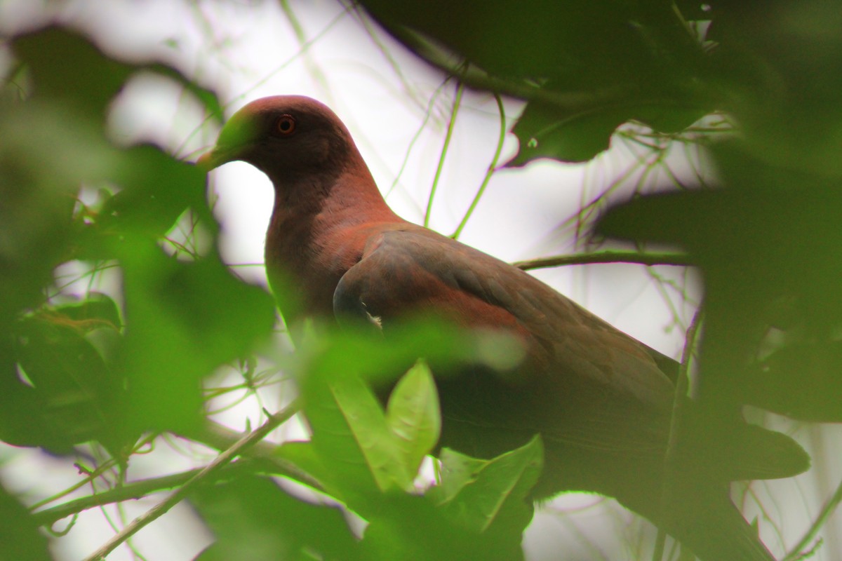 Red-billed Pigeon - ML638275936