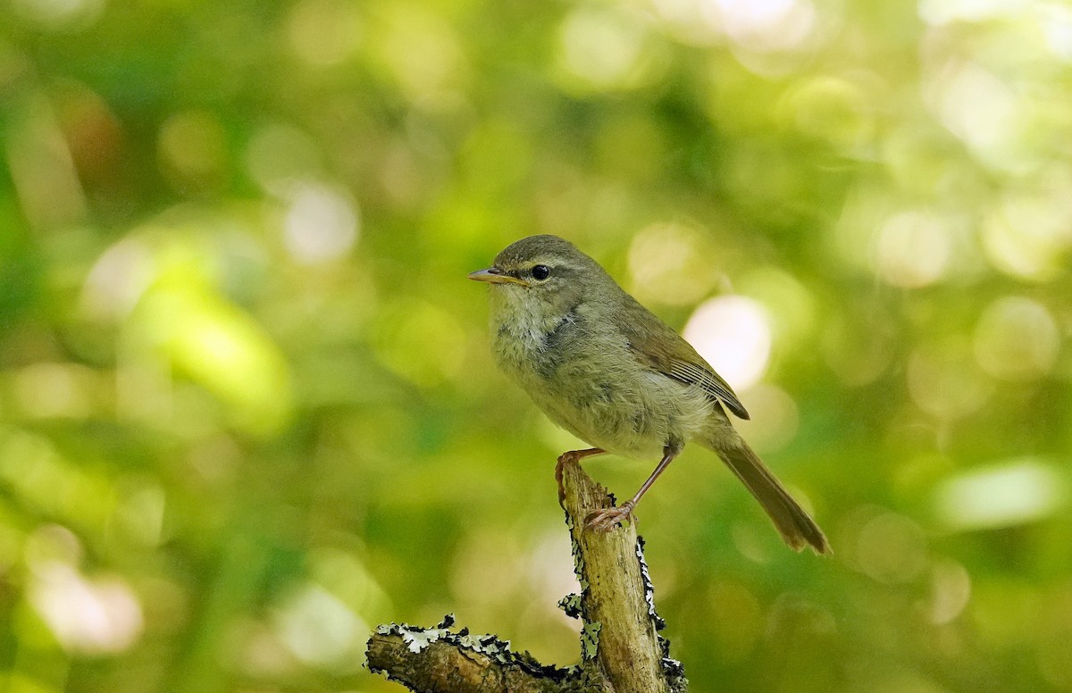 Japanese Bush Warbler - ML638275952