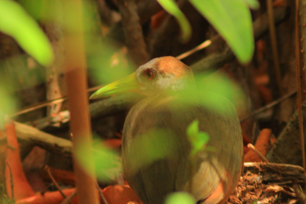 Russet-naped Wood-Rail - ML638275957