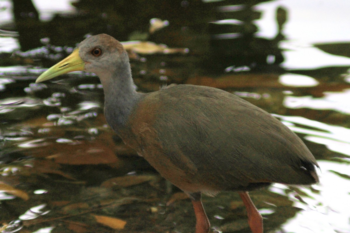 Russet-naped Wood-Rail - ML638275958