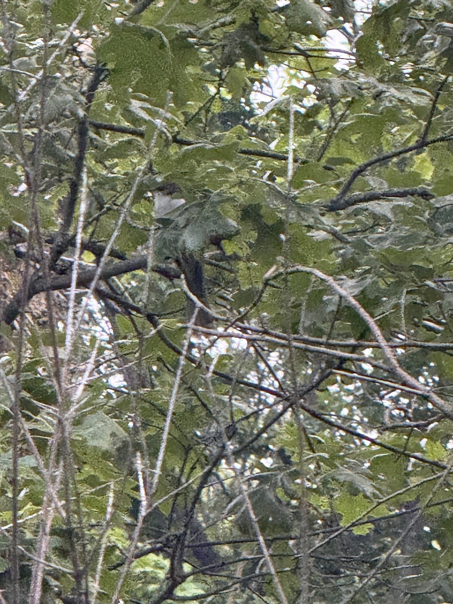 Black-billed Cuckoo - ML638275960