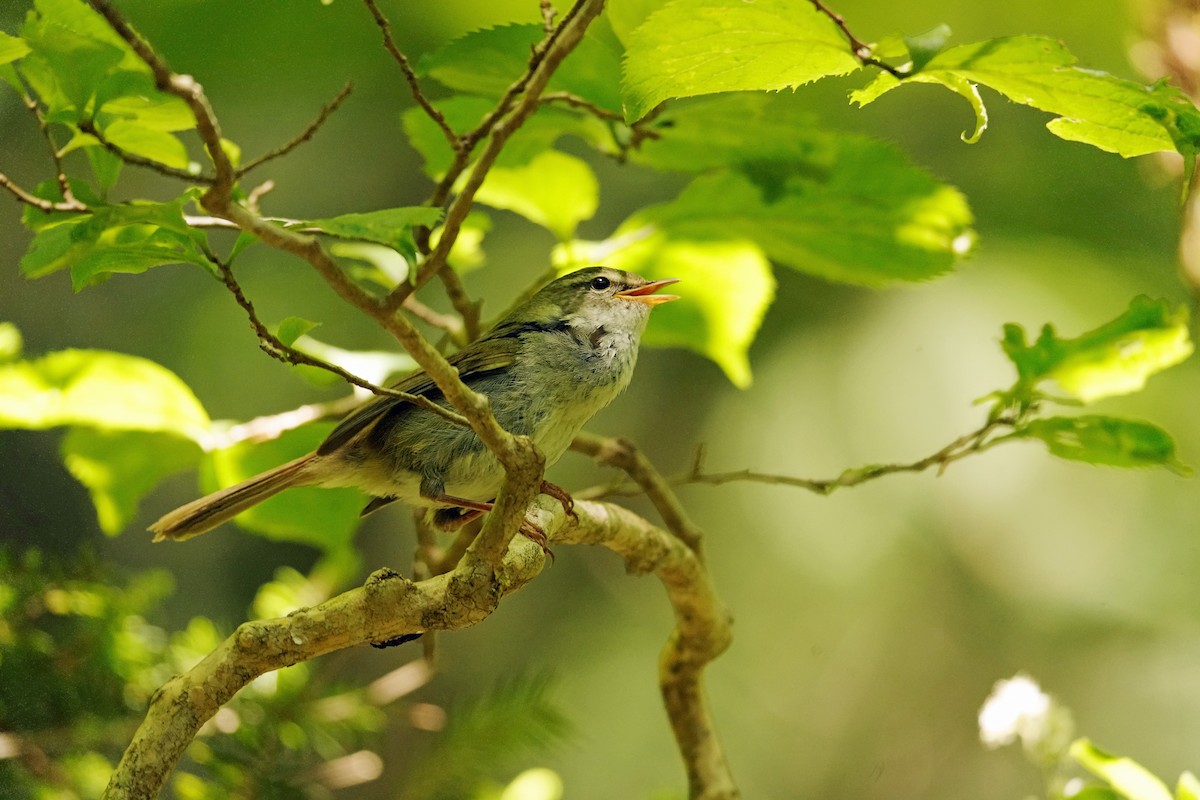 Japanese Bush Warbler - ML638275965