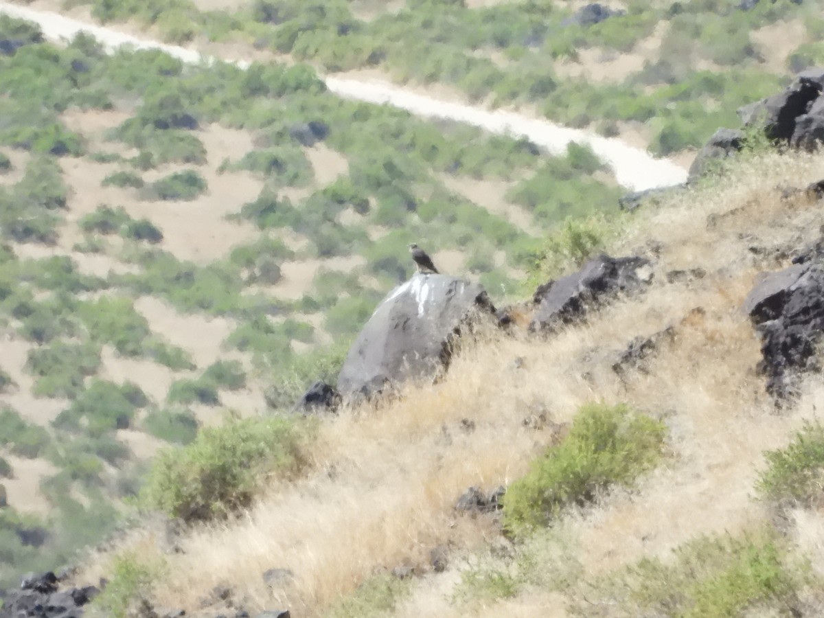 Prairie Falcon - ML638275968