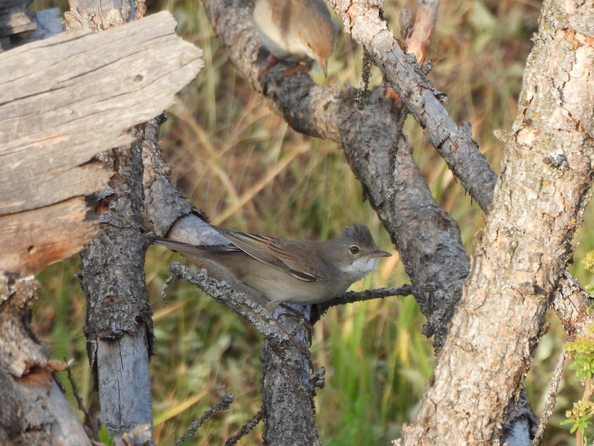 Greater Whitethroat - ML638275971