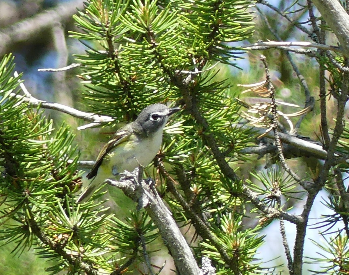 Graukopfvireo - ML638275975
