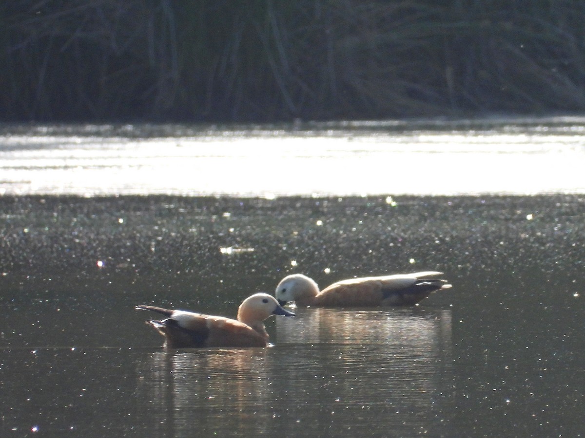 Ruddy Shelduck - ML638275979