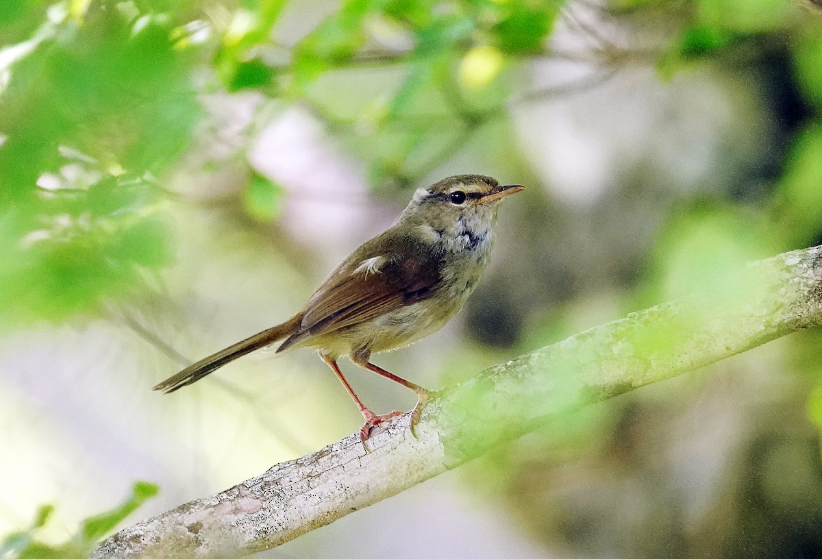 Japanese Bush Warbler - ML638275983