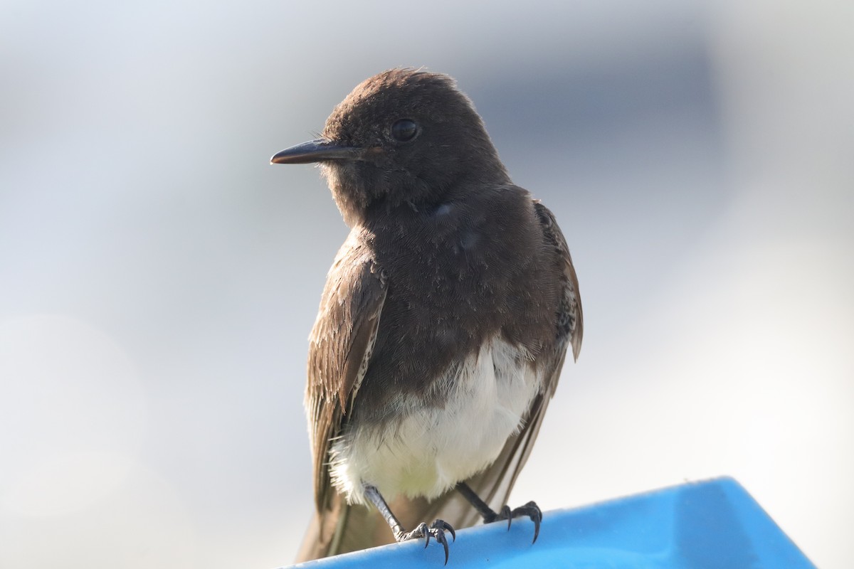 Black Phoebe - ML638275988