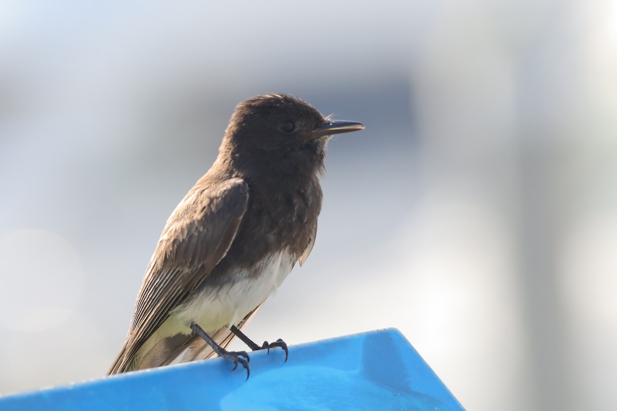 Black Phoebe - ML638275989