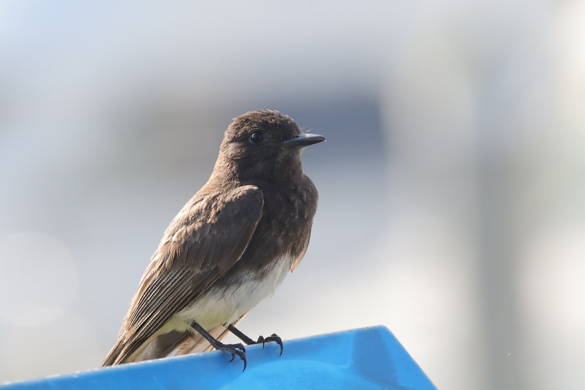 Black Phoebe - ML638275990