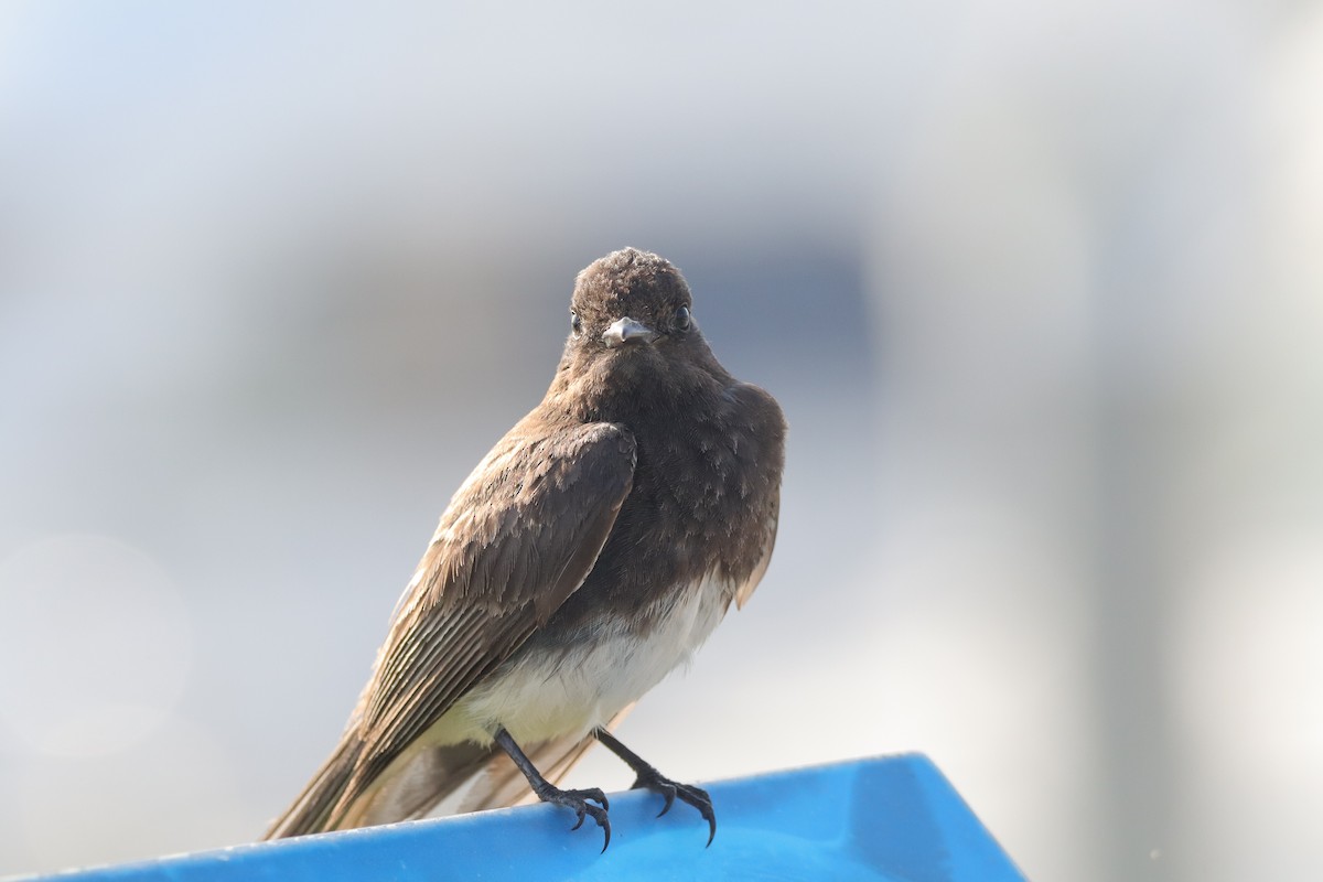 Black Phoebe - ML638275991