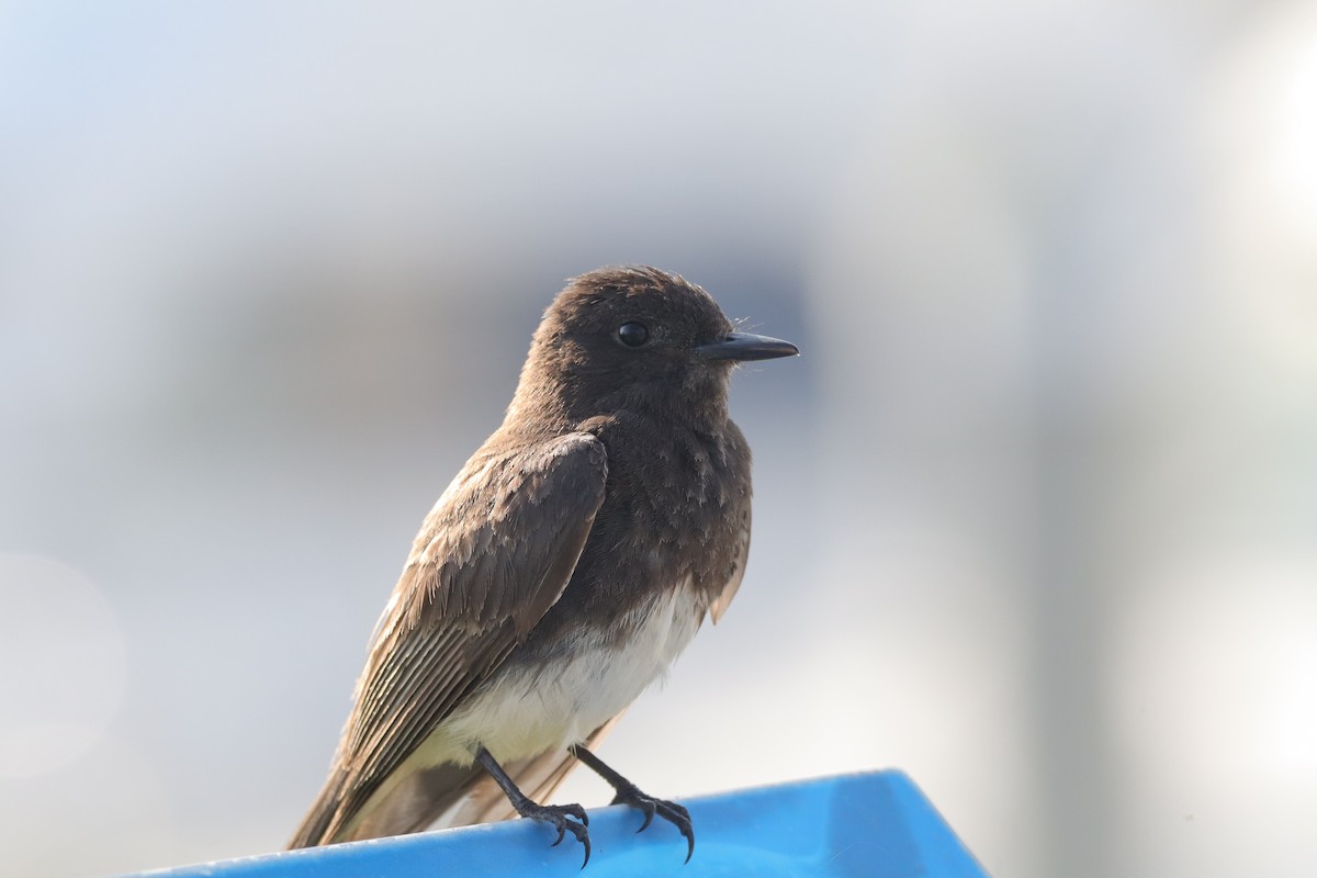 Black Phoebe - ML638275992