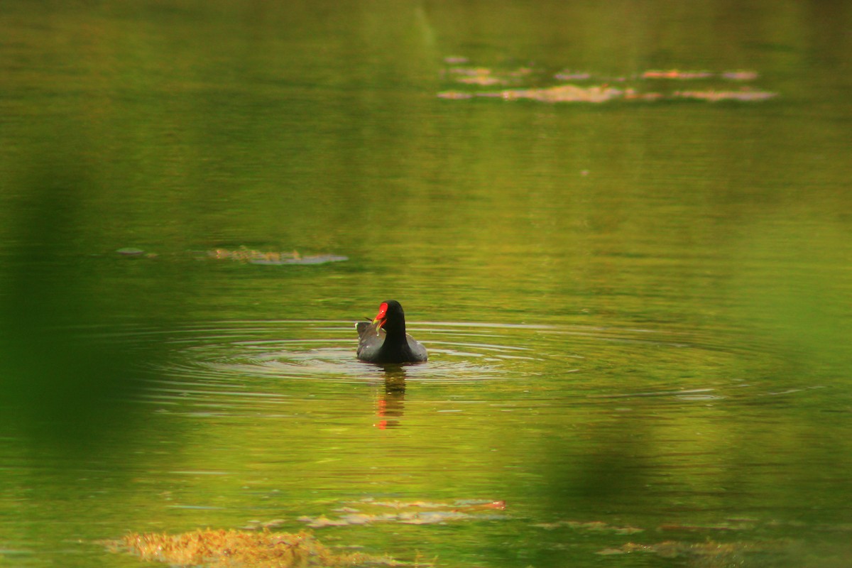 Common Gallinule - ML638275998