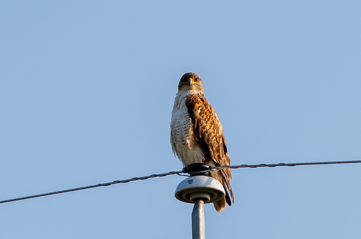 Ferruginous Hawk - ML638275999