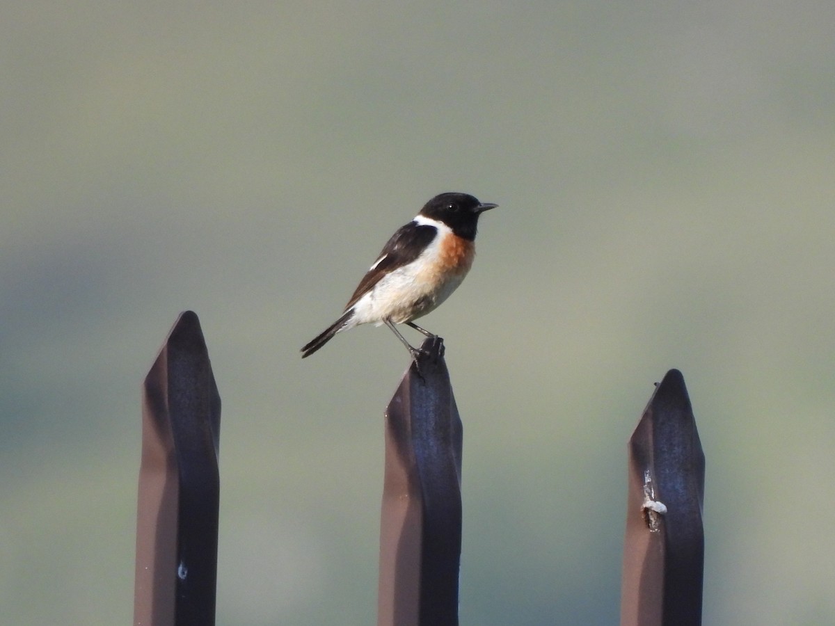 Siberian Stonechat - ML638276003