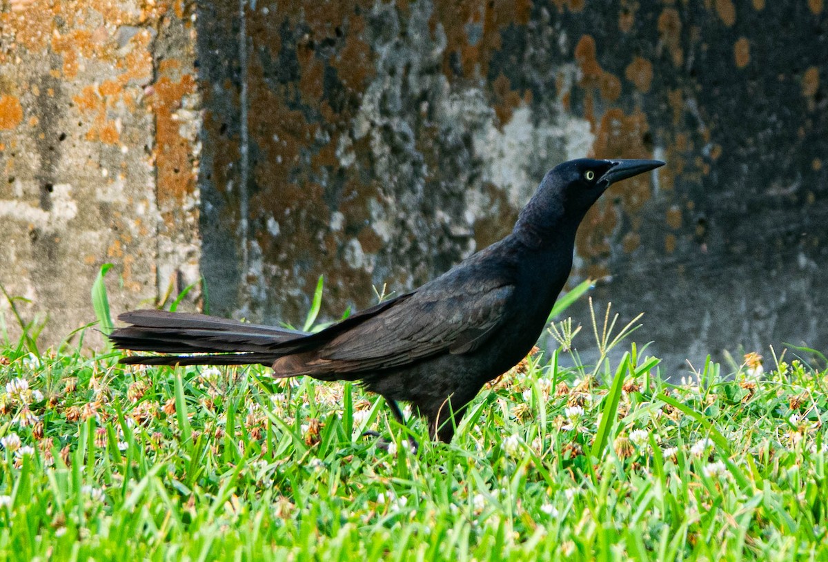 Great-tailed Grackle - ML638276005