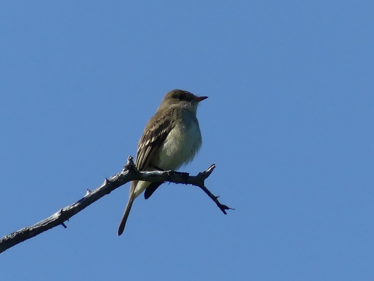Alder Flycatcher - ML638276009