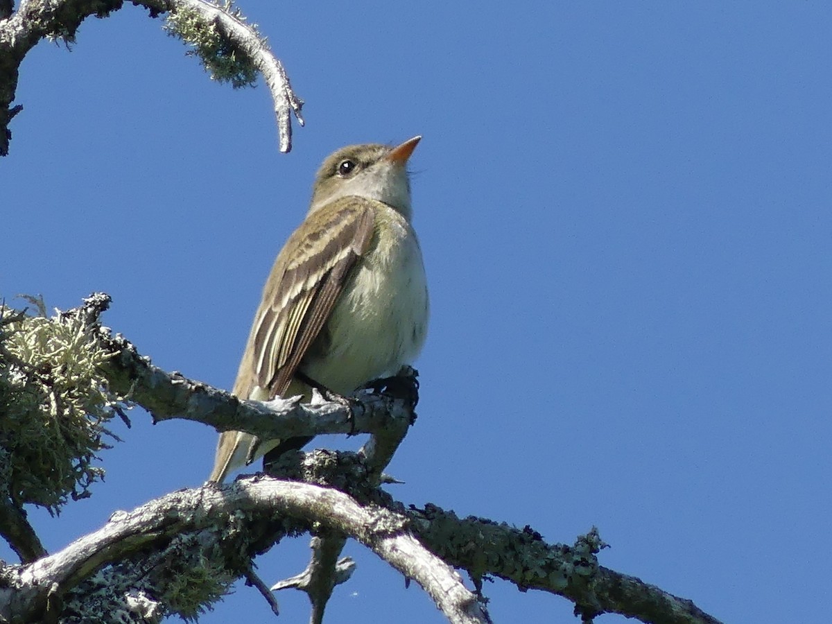 Alder Flycatcher - ML638276010