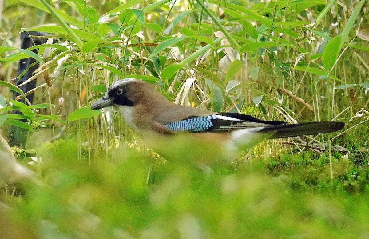 Eurasian Jay - ML638276014