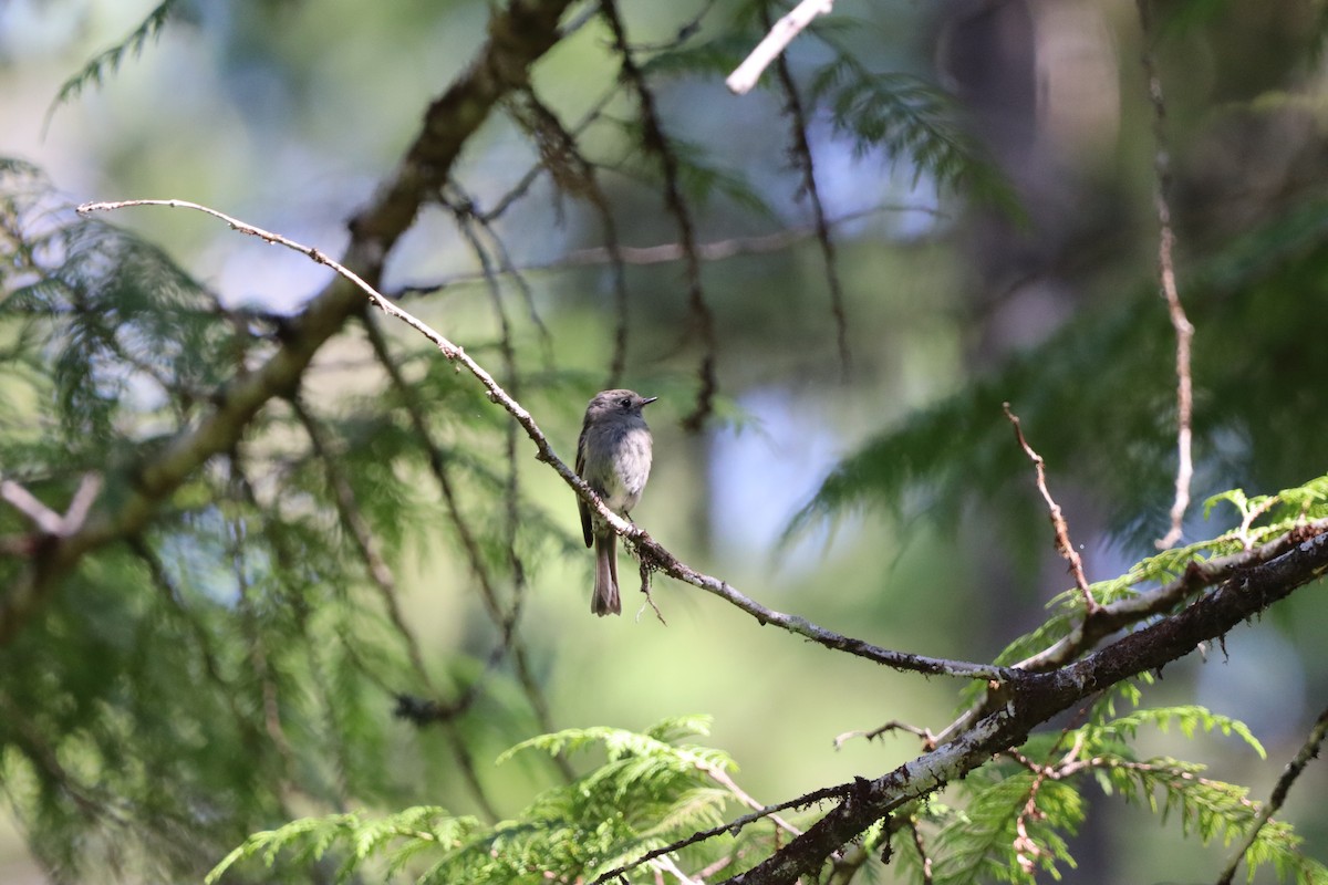 Hammond's Flycatcher - ML638276015