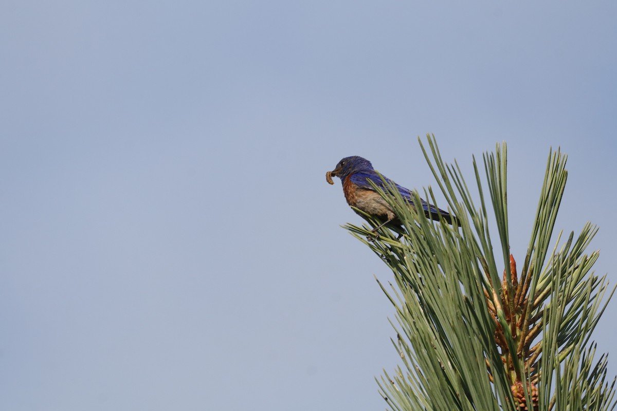 Western Bluebird - ML638276018